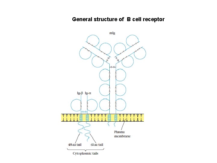 General structure of B cell receptor 