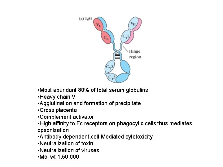  • Most abundant 80% of total serum globulins • Heavy chain V •