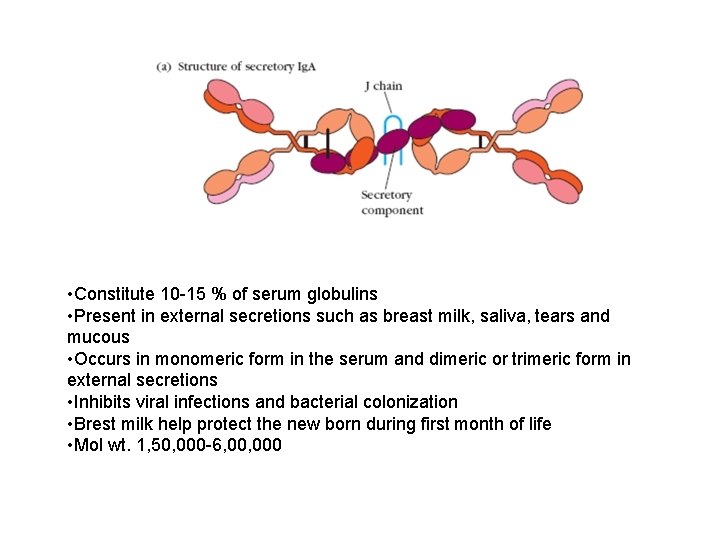  • Constitute 10 -15 % of serum globulins • Present in external secretions