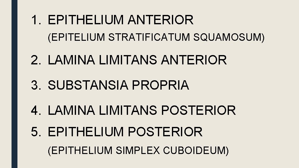 1. EPITHELIUM ANTERIOR (EPITELIUM STRATIFICATUM SQUAMOSUM) 2. LAMINA LIMITANS ANTERIOR 3. SUBSTANSIA PROPRIA 4.