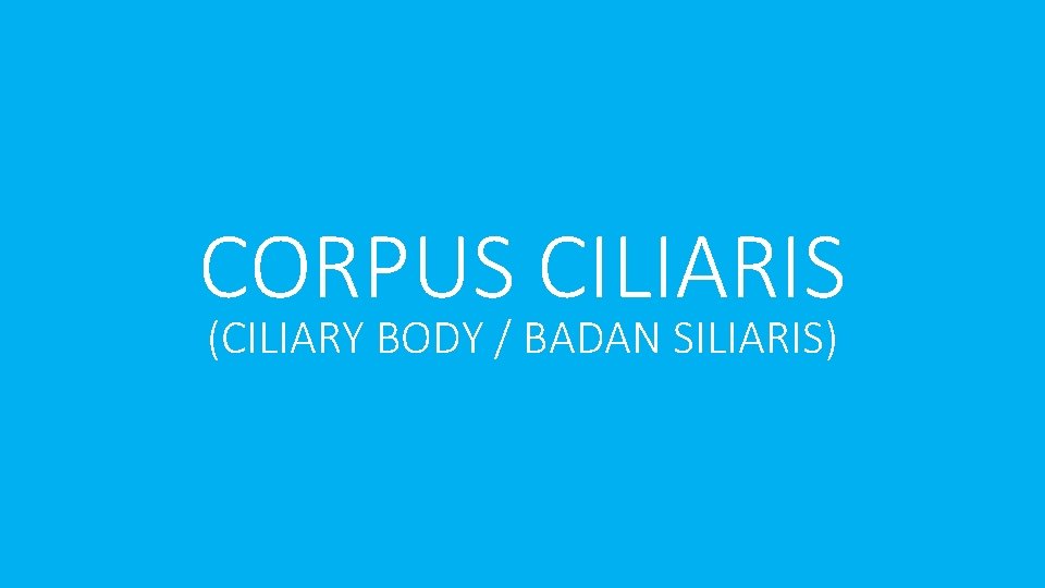 CORPUS CILIARIS (CILIARY BODY / BADAN SILIARIS) 