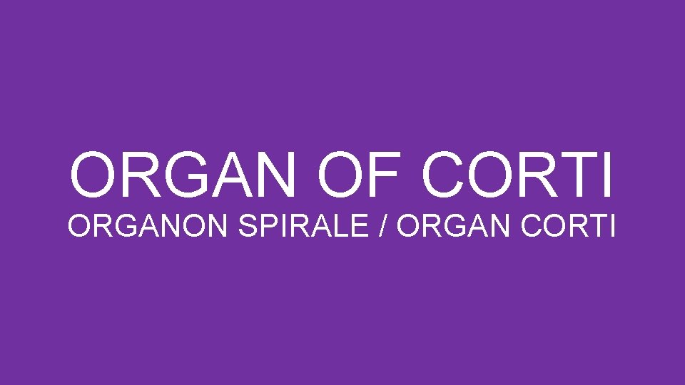 ORGAN OF CORTI ORGANON SPIRALE / ORGAN CORTI 