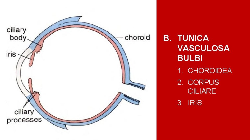 B. TUNICA VASCULOSA BULBI 1. CHOROIDEA 2. CORPUS CILIARE 3. IRIS 