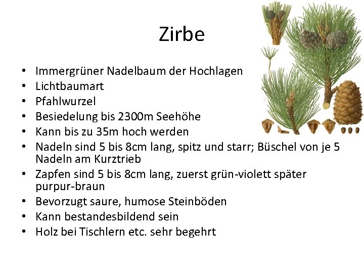 Zirbe • • • Immergrüner Nadelbaum der Hochlagen Lichtbaumart Pfahlwurzel Besiedelung bis 2300 m