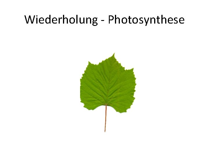 Wiederholung - Photosynthese 