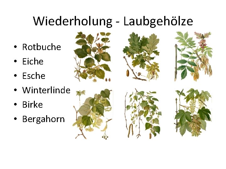 Wiederholung - Laubgehölze • • • Rotbuche Eiche Esche Winterlinde Birke Bergahorn 