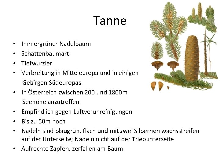 Tanne • • • Immergrüner Nadelbaum Schattenbaumart Tiefwurzler Verbreitung in Mitteleuropa und in einigen