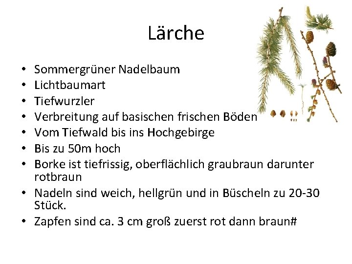 Lärche Sommergrüner Nadelbaum Lichtbaumart Tiefwurzler Verbreitung auf basischen frischen Böden Vom Tiefwald bis ins