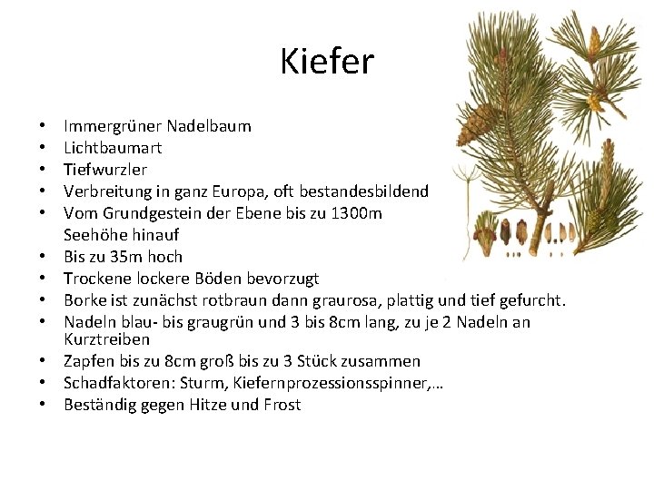 Kiefer • • • Immergrüner Nadelbaum Lichtbaumart Tiefwurzler Verbreitung in ganz Europa, oft bestandesbildend