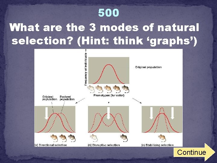 500 What are the 3 modes of natural selection? (Hint: think ‘graphs’) Continue 