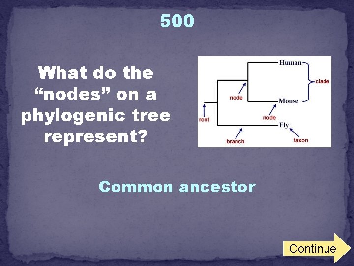 500 What do the “nodes” on a phylogenic tree represent? Common ancestor Continue 