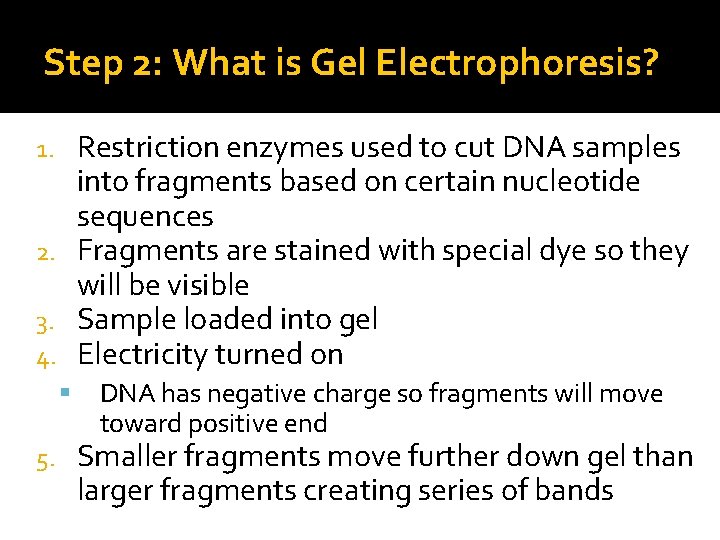 Step 2: What is Gel Electrophoresis? Restriction enzymes used to cut DNA samples into