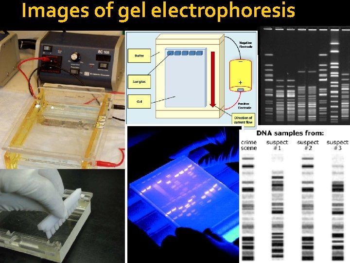 Images of gel electrophoresis 