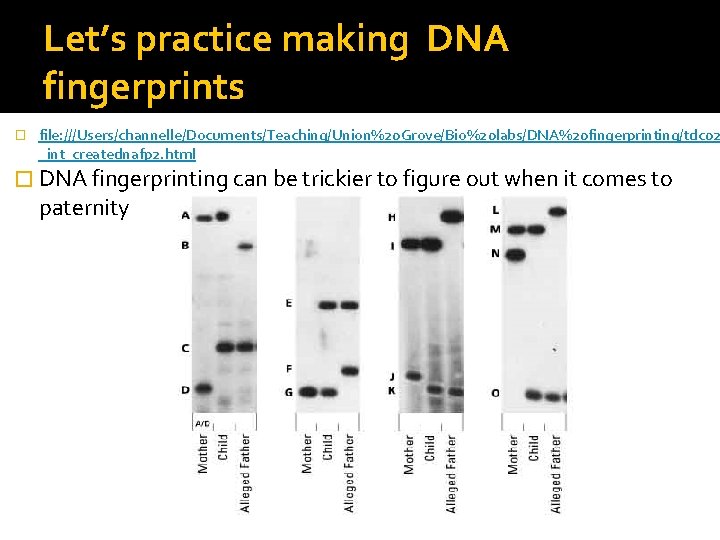 Let’s practice making DNA fingerprints � file: ///Users/channelle/Documents/Teaching/Union%20 Grove/Bio%20 labs/DNA%20 fingerprinting/tdc 02 _int_creatednafp 2.