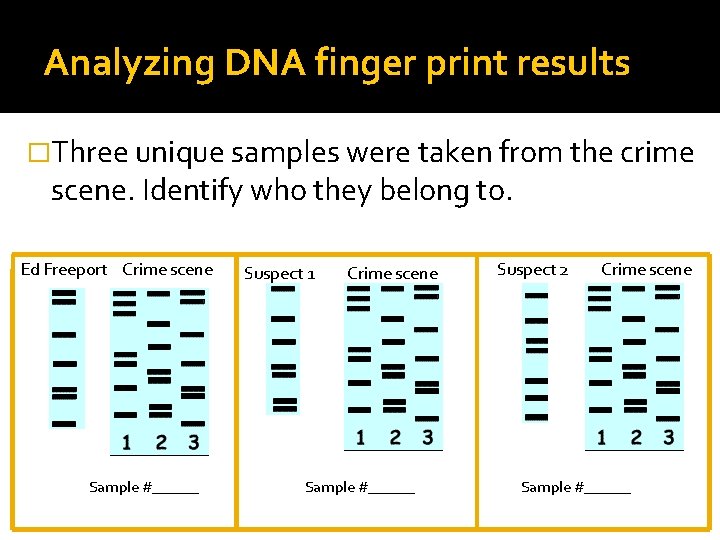 Analyzing DNA finger print results �Three unique samples were taken from the crime scene.