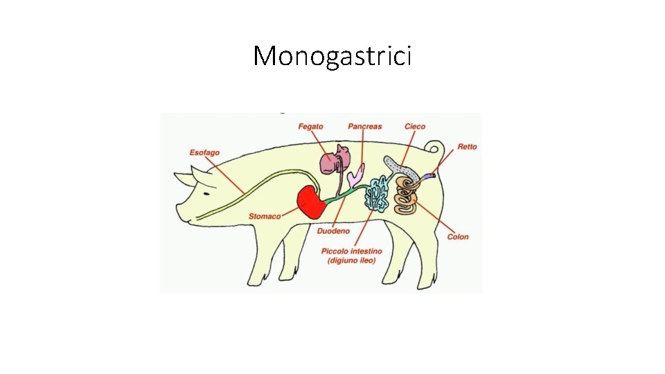 Monogastrici 