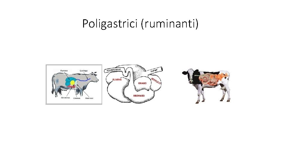 Poligastrici (ruminanti) 