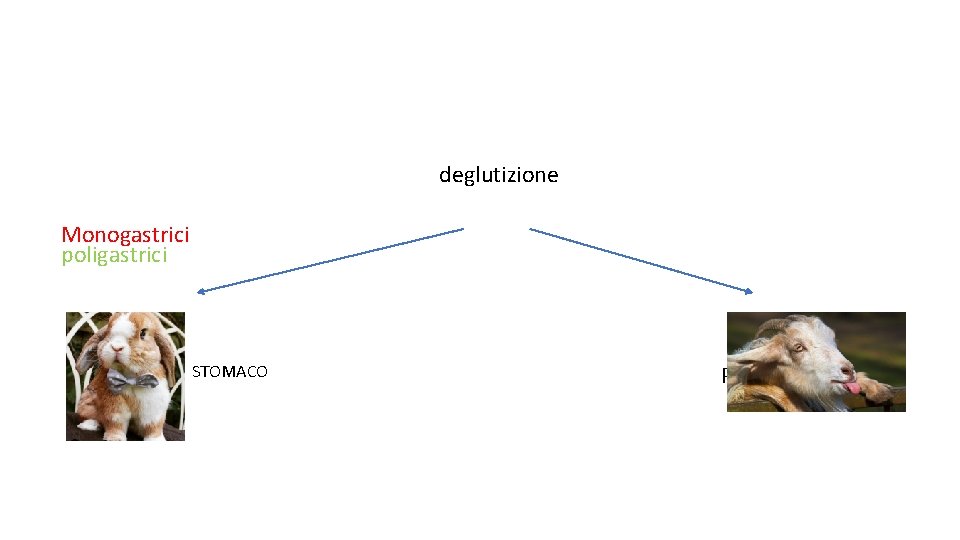 deglutizione Monogastrici poligastrici STOMACO PRESTOMACI 