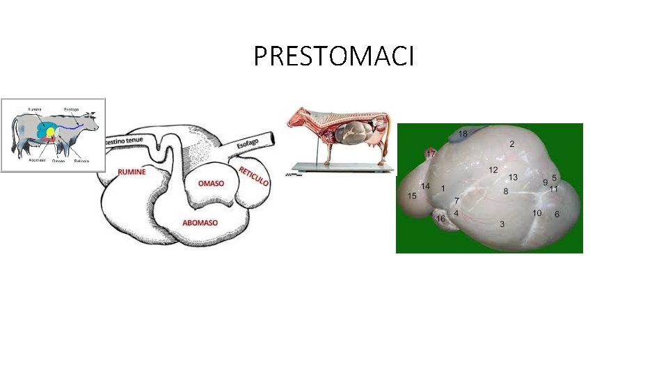 PRESTOMACI 