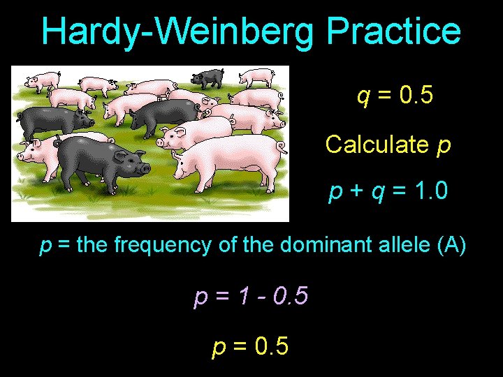 Hardy-Weinberg Practice q = 0. 5 Calculate p p + q = 1. 0