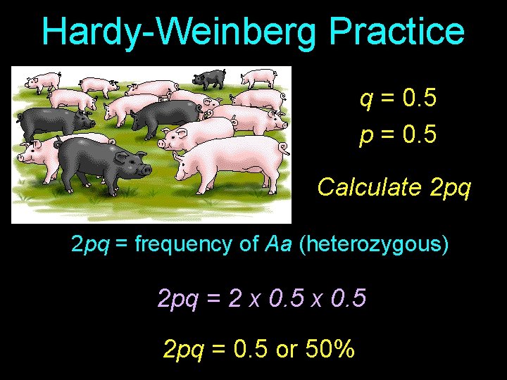 Hardy-Weinberg Practice q = 0. 5 p = 0. 5 Calculate 2 pq =