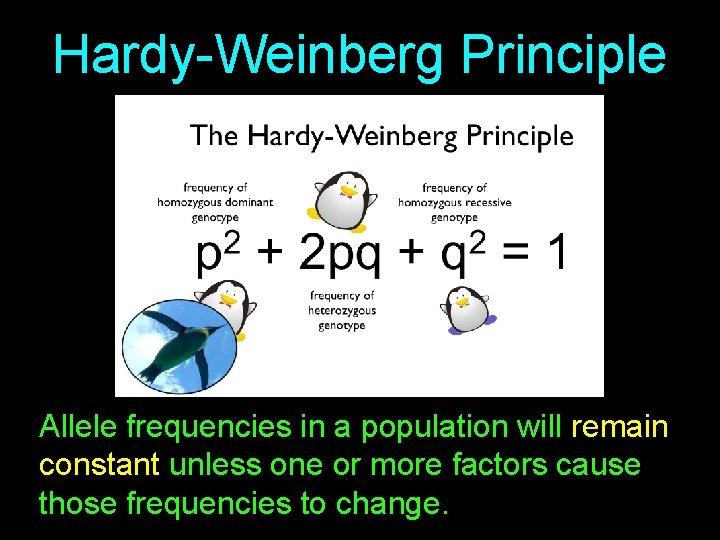 Hardy-Weinberg Principle Allele frequencies in a population will remain constant unless one or more