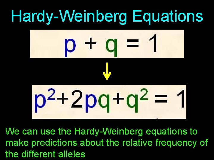 Hardy-Weinberg Equations We can use the Hardy-Weinberg equations to make predictions about the relative