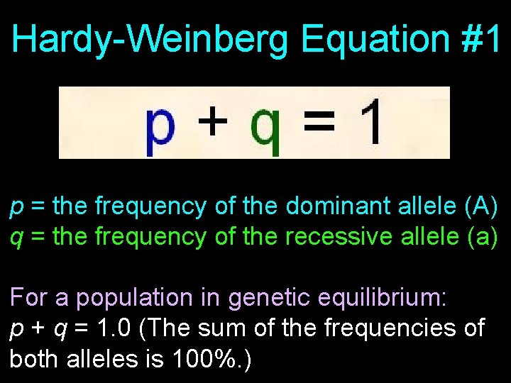 Hardy-Weinberg Equation #1 p = the frequency of the dominant allele (A) q =