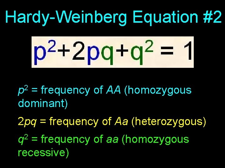 Hardy-Weinberg Equation #2 p 2 = frequency of AA (homozygous dominant) 2 pq =