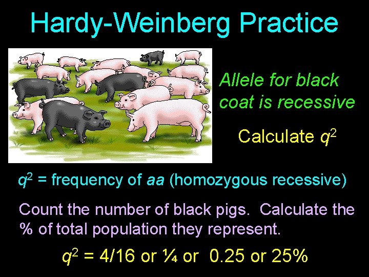 Hardy-Weinberg Practice Allele for black coat is recessive Calculate q 2 = frequency of