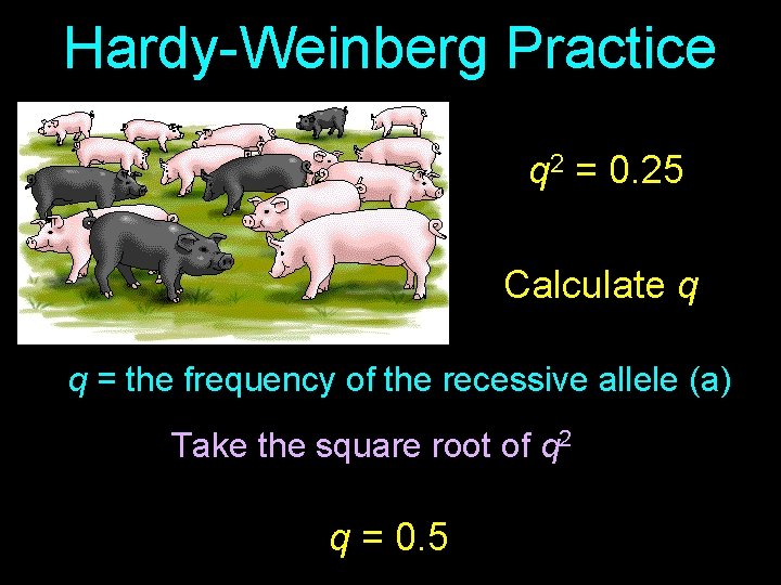 Hardy-Weinberg Practice q 2 = 0. 25 Calculate q q = the frequency of
