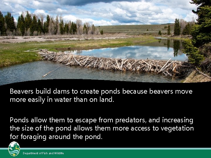 Beavers Natures Engineers What is a beaver A(01)
