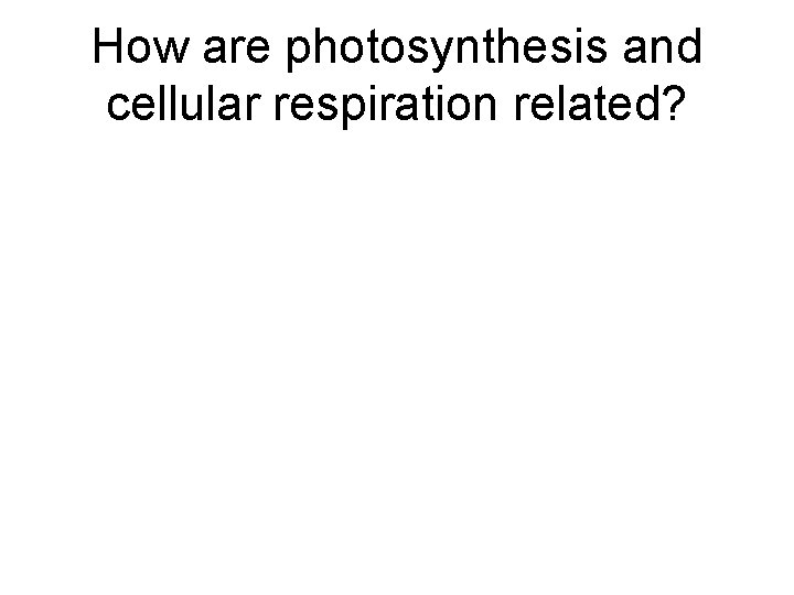 How are photosynthesis and cellular respiration related? 