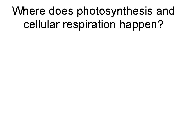 Where does photosynthesis and cellular respiration happen? 