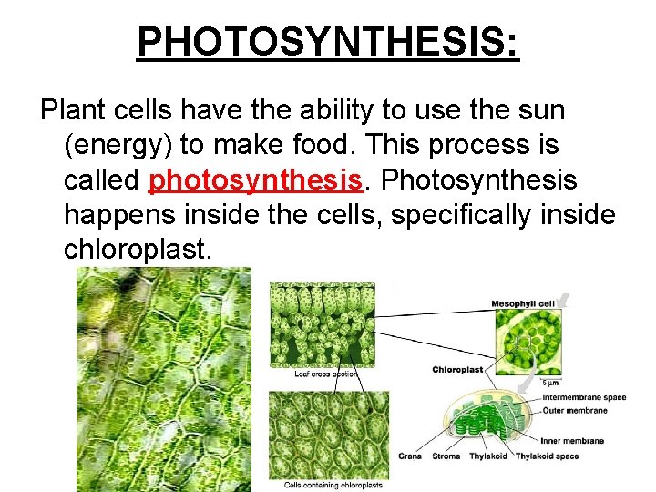 PHOTOSYNTHESIS: Plant cells have the ability to use the sun (energy) to make food.