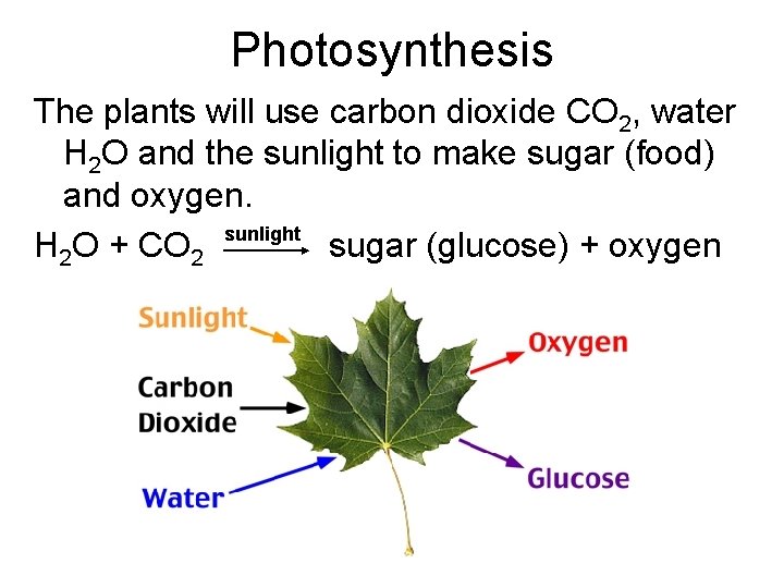 Photosynthesis The plants will use carbon dioxide CO 2, water H 2 O and