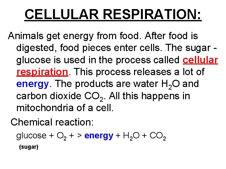 CELLULAR RESPIRATION: Animals get energy from food. After food is digested, food pieces enter