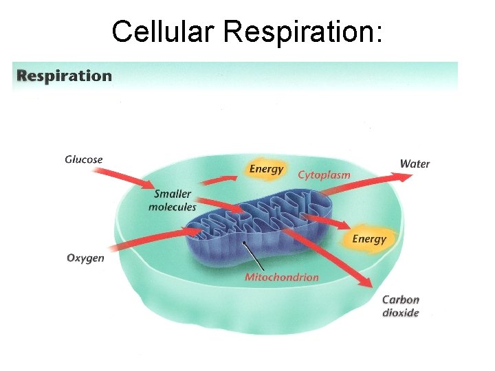 Cellular Respiration: 
