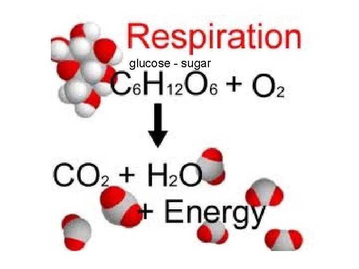 glucose - sugar 