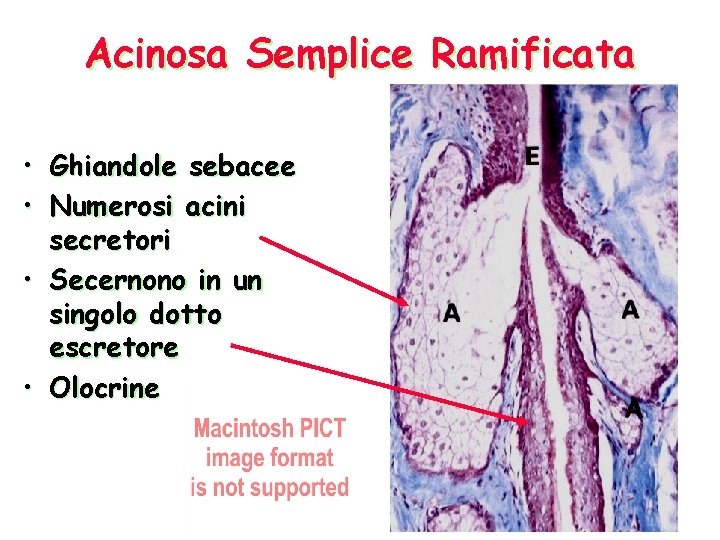 Acinosa Semplice Ramificata • • Ghiandole sebacee Numerosi acini secretori • Secernono in un