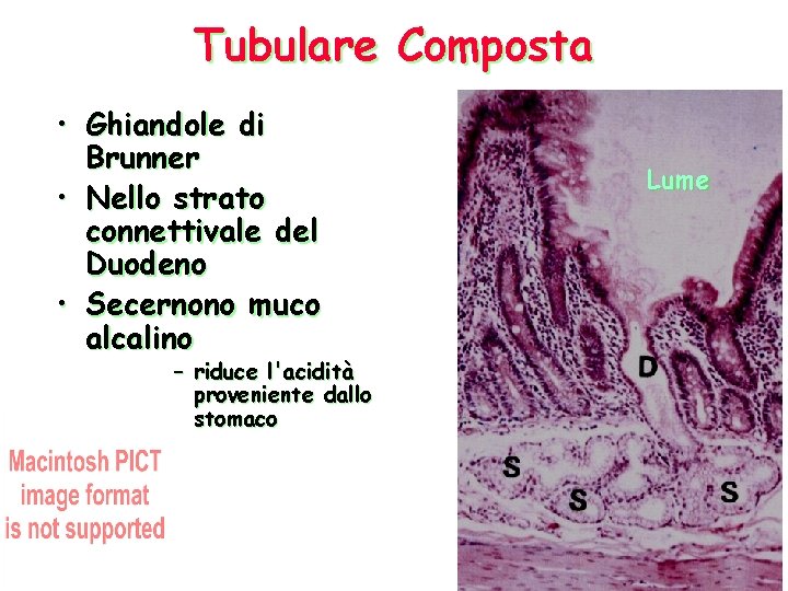 Tubulare Composta • Ghiandole di Brunner • Nello strato connettivale del Duodeno • Secernono