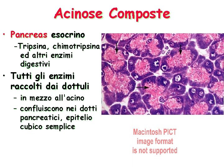 Acinose Composte • Pancreas esocrino -Tripsina, chimotripsina ed altri enzimi digestivi • Tutti gli
