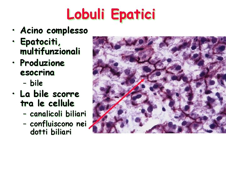 Lobuli Epatici • Acino complesso • Epatociti, multifunzionali • Produzione esocrina – bile •