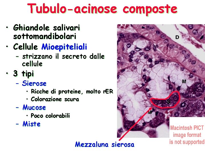 Tubulo-acinose composte • Ghiandole salivari sottomandibolari • Cellule Mioepiteliali – strizzano il secreto dalle