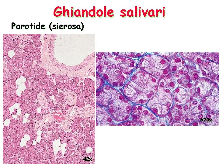 Ghiandole salivari Parotide (sierosa) 670 x 42 x 