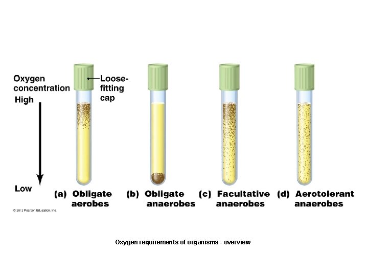 Oxygen requirements of organisms - overview 