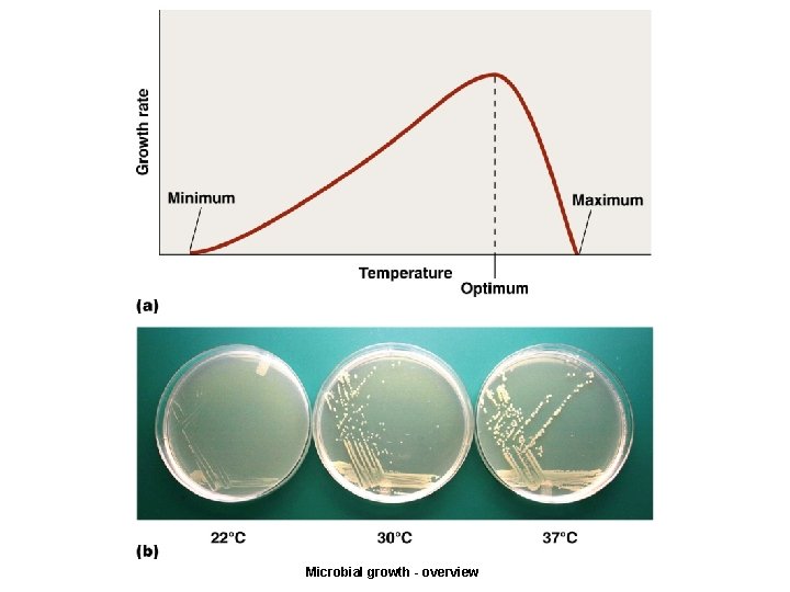 Microbial growth - overview 