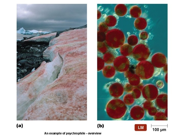 An example of psychrophile - overview 