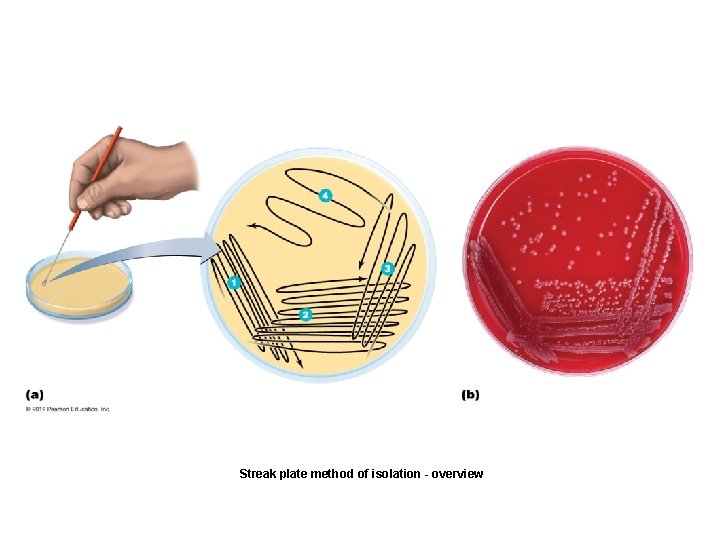 Streak plate method of isolation - overview 