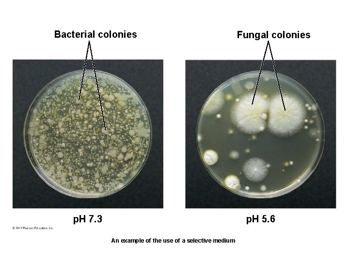 Bacterial colonies p. H 7. 3 Fungal colonies p. H 5. 6 An example